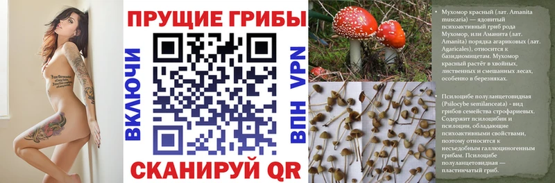 Псилоцибиновые грибы Magic Shrooms  купить закладку  даркнет клад  Нерчинск 
